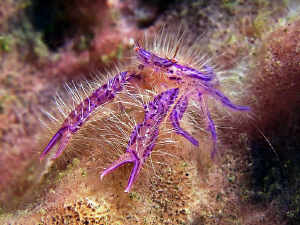 Hairy Squat Lobster, Tulamben by Doug Anderson 